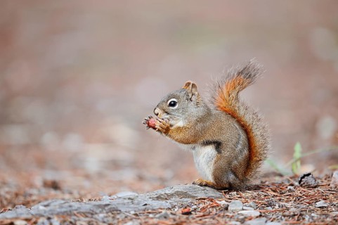 American red squirrel (Tamiasciurus hudsonicus) sits feeding on the forest floor, Jasper National