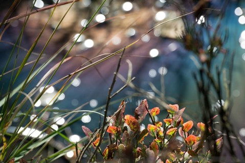 Autumn-coloured foliage of european blueberry (Vaccinium myrtillus) or blueberry and grasses in