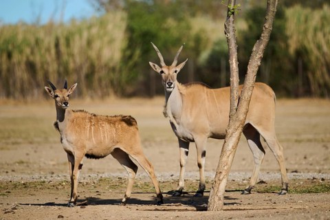 Common elands (Taurotragus oryx) standing in the dessert, juvenile, captive, distribution Africa