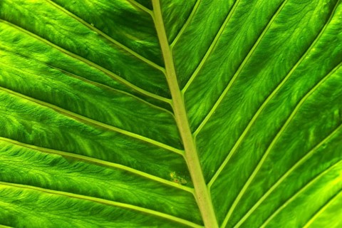 Leaf of the giant elephant ear, also known as giant taro (Alocasia macrorrhizos), close-up,