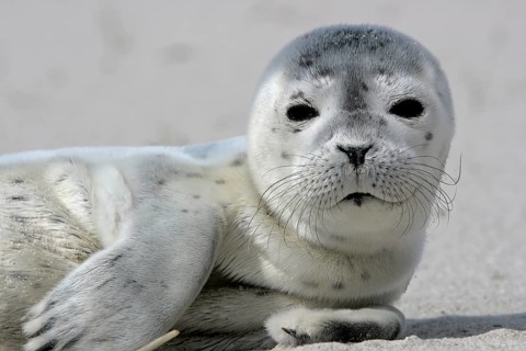 Common harbor seal (Phoca vitulina), howler, young resting on the beach, Lower Saxony Wadden Sea