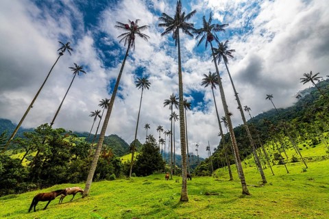 Wax palms largest palms in the world, Cocora valley, Unesco site coffee cultural landscape,