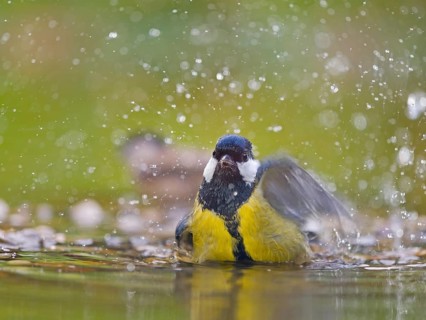 Great tit (Parus major), adult bird bathing in shallow water, Solms, Hesse, Germany, Europe