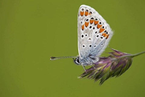 Brown Argus (Aricia agestis) perched on spike