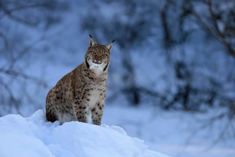Carpathian lynx (Lynx lynx carpathicus), adult, in winter, in snow, alert, Bavarian Forest,