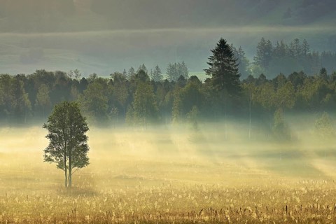 Tree in the early morning mist, high moor of Rothenthurm, Canton Schwyz, Switzerland, Europe
