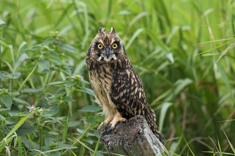 Short-eared owl (Asio flammeus) (Asio accipitrinus) juvenile perched on fence post along field