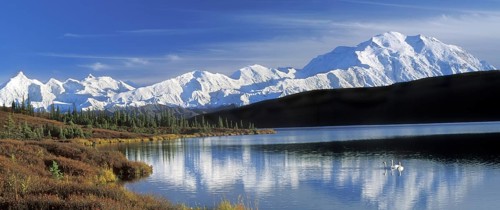 Kleine zwanen op Wonder Lake met zicht op Mount McKinley, Denali NP, Alaska The Alaska Range with