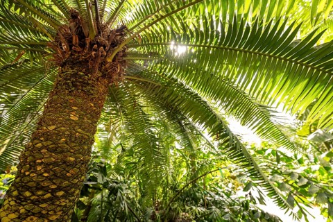 Tropical rainforest, Palm House, oldest Victorian greenhouse in the world, Royal Botanic Gardens,