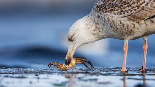 Lesser black-backed gull (Larus fuscus) juvenile, foraging on the mudflats, beach barge as prey,