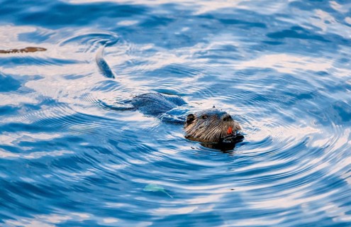 Beaver in the Moritzburg castle pond