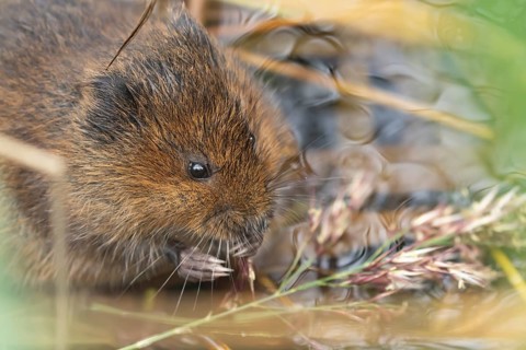 European water vole (Arvicola amphibius) adult animal feeding on a reed stem in a pond, Suffolk,