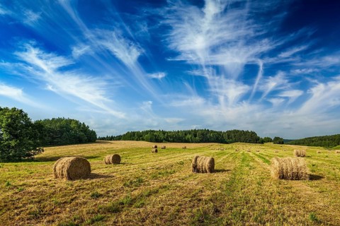 Agriculture background, a stunning summer landscape with hay bales scattered across a field, with a