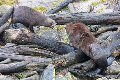 Pinnipeds (Pinnipedia), Colony, Cape Foulwind, New Zealand, Oceania