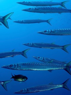Group, shoal of european barracuda (Sphyraena sphyraena) near Hyères. Dive site Giens Peninsula,