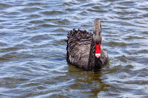 Black Swan (Cygnus atratus), Rotorua, Lake, New Zealand, Oceania