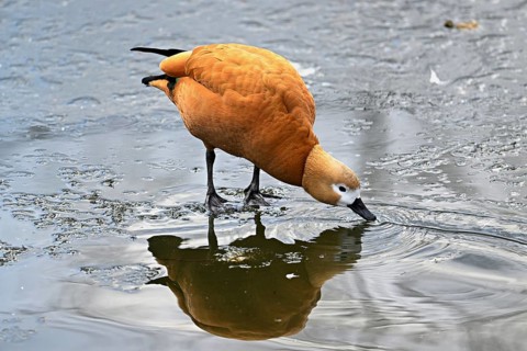 Ruddy shelduck (Tadorna ferruginea), standing on ice, Switzerland, Europe