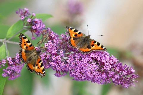 Small tortoiseshell (Aglais urticae), on butterfly bush or butterfly-bush (Buddleja davidii), two