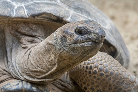 Aldabra giant tortoise (Aldabrachelys gigantea) (Testudo gigantea) native to the islands of the