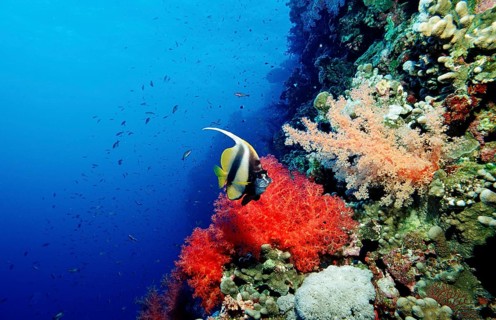 Red Sea ciliated fish, Heniochus intermedius, Egypt, Africa, Sinai, Sharm el Sheik, Red Sea, Africa