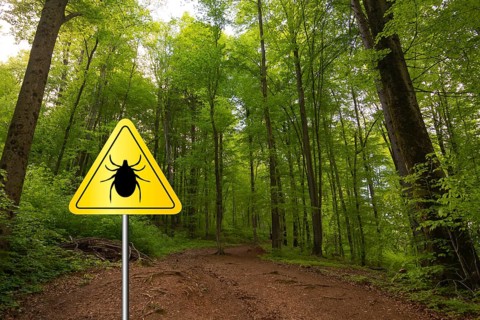 Tick insect warning sign in nature forest. Lyme disease and tick-borne meningoencephalitis