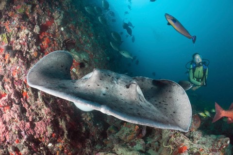 Diver and blackspot stingray, Taeniura meyeni, Ellaidhoo house reef, North Ari Atoll, Maldives,