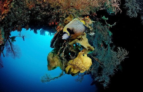 Toadfish and Emperor Angelfish, Pomacanthus imperator, Indonesia, Wakatobi Dive Resort, Sulawesi,