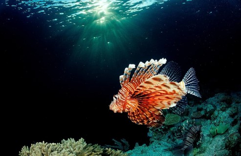 Common lionfish in coral reef, Pterois volitans, Indonesia, Wakatobi Dive Resort, Sulawesi, Indian
