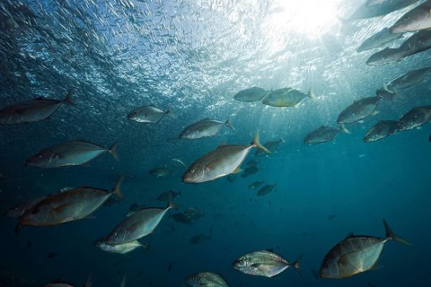 Lemon trevally hunting spikefish, Carangoides bajad, Raja Ampat, West Papua, Indonesia, Asia