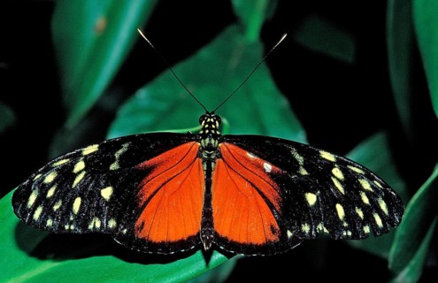 Heliconius butterfly, Heliconius hecale, Costa Rica, South America, La Paz Waterfall Gardens, Peace