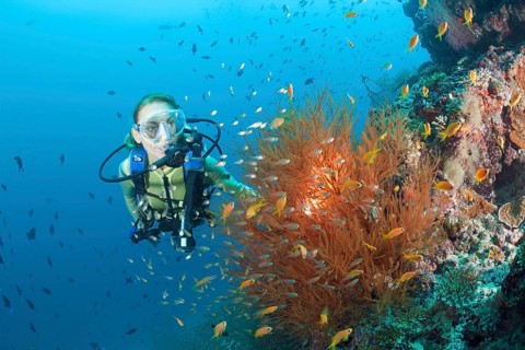 Black coral and diver, Antipathes dichotoma, Maya Thila, North Ari Atoll, Maldives, Asia