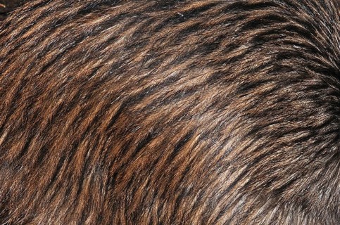 Background of feathers of North Island brown kiwi, Apteryx australis