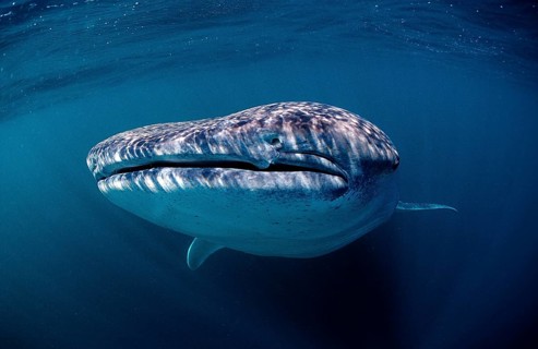 Whale shark, Rhincodon thypus, Djibouti, Djibouti, Africa, Afar Triangle, Gulf of Aden, Gulf of