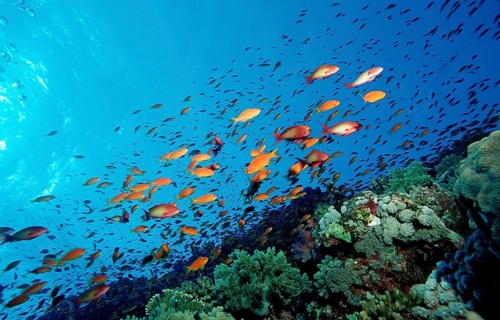Hawkbill and coral reef, Pseudanthias squamipinnis, Egypt, Africa, Sinai, Sharm el Sheik, Red Sea,