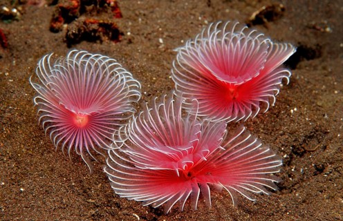 Tentacle crowns of three tubeworms, Polychaeta, Bali, Indian Ocean, Indonesia, Asia