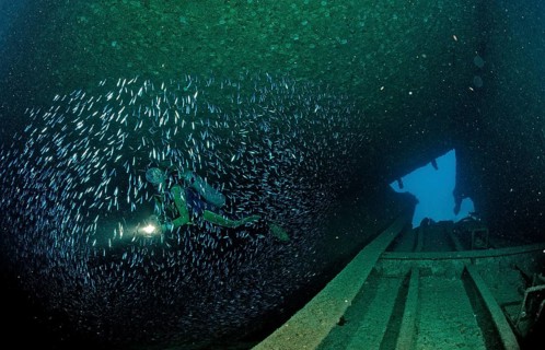 Diver in the Patricia shipwreck, Parapriacanthus ransonneti, Punta Cana, Caribbean Sea, Dominican