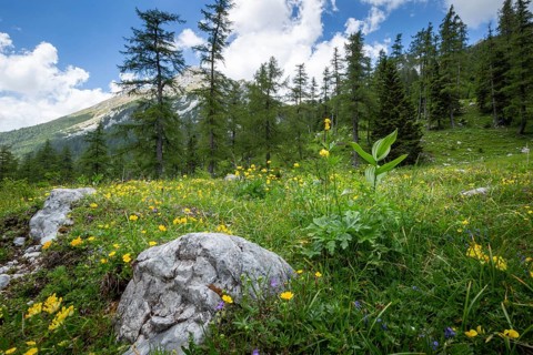 Zelenica above Ljubelj in Slovenia. Karavanke alps in summer with wild flowers blooming