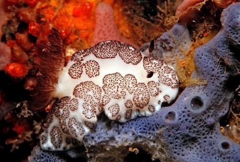 Nudibranch, Jorunna funebris, Bali, Indian Ocean, Indonesia, Asia