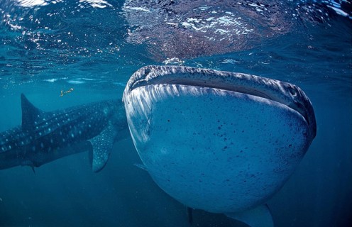 Two whale sharks, Rhincodon thypus, Djibouti, Djibouti, Africa, Afar Triangle, Gulf of Aden, Gulf