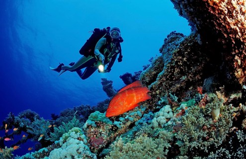 Diver and jewelled perch, Cephalopholis miniata, Egypt, Africa, Sinai, Ras Mohammed, Red Sea,