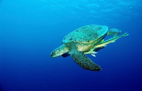 Green turtle, Chelonia mydas, Egypt, Africa, Sinai, Marsa Alam, Red Sea, Africa