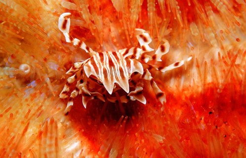 Sea urchin crab, zebra crab on fire sea urchin, Zebrida adamsii, Asthenosoma varium, Komodo