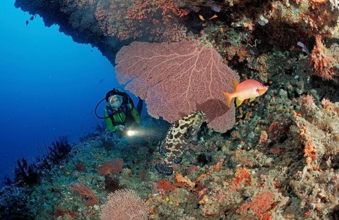 Diver on the reef, Maldives, Indian Ocean, Ari Atoll, Asia