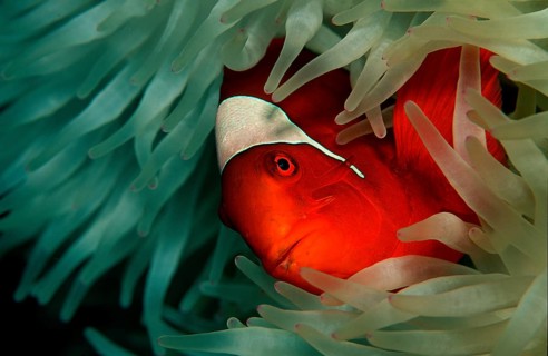 Spiny Amphiprion Pacificus, Premnas aculeatus, Papua New Guinea, Pacific Ocean, Oceania