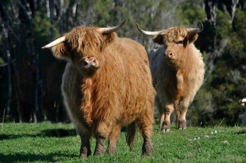 Scottish Highlander cattle, West Coast, New Zealand, Oceania