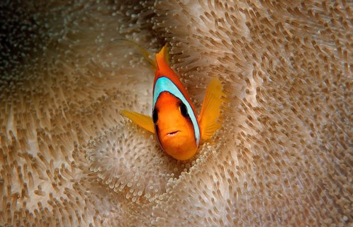 Red Sea Anemonefish, Amphiprion bicinctus, Djibouti, Djibouti, Africa, Afar Triangle, Gulf of Aden,