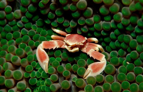 Spotted anemone porcelain crab, Neopetrolistes maculatus, Indonesia, Raja Ampat, Irian Jaya, West