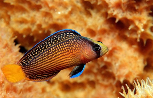 Magnificent dwarf perch, Pseudochromis splendens, Indonesia, Wakatobi Dive Resort, Sulawesi, Indian