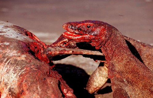 Komodo dragons eat dead dolphin, Varanus komodoensis, Rinca, Komodo National Park, Indonesia, Asia