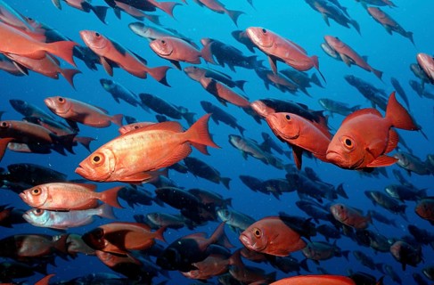 Bigeye Bass, Priacanthus hamrur, Maldives, Indian Ocean, Ari Atoll, Asia